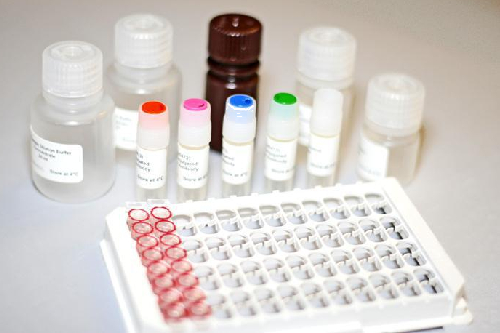 Scrub Typhus Elisa Kit In Hyderabad